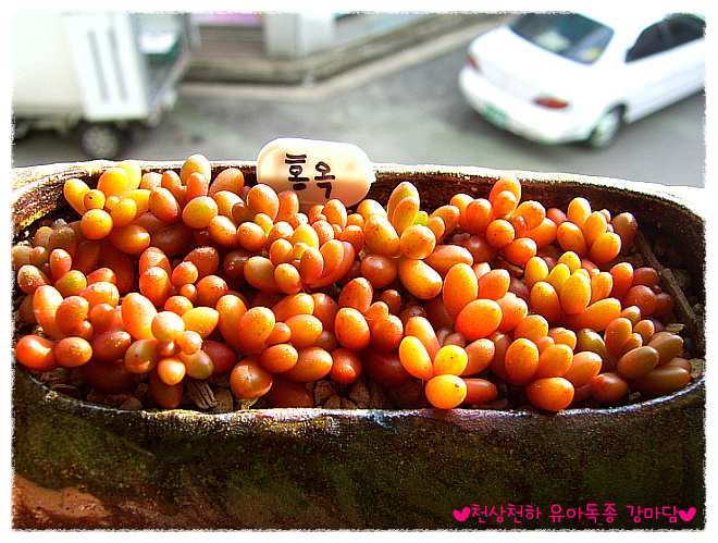 사찌 이미지