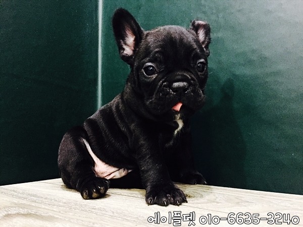 에이플(주) 이미지