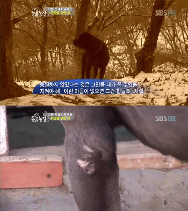 야생 멧돼지로부터 주인을 구한 개 | 인스티즈