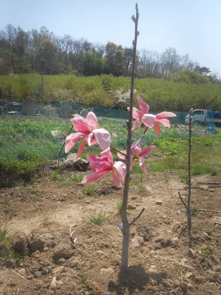 여명농장 이미지