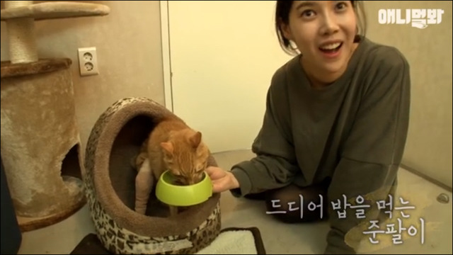 거식증 걸린 고양이 준팔이 그후 | 인스티즈
