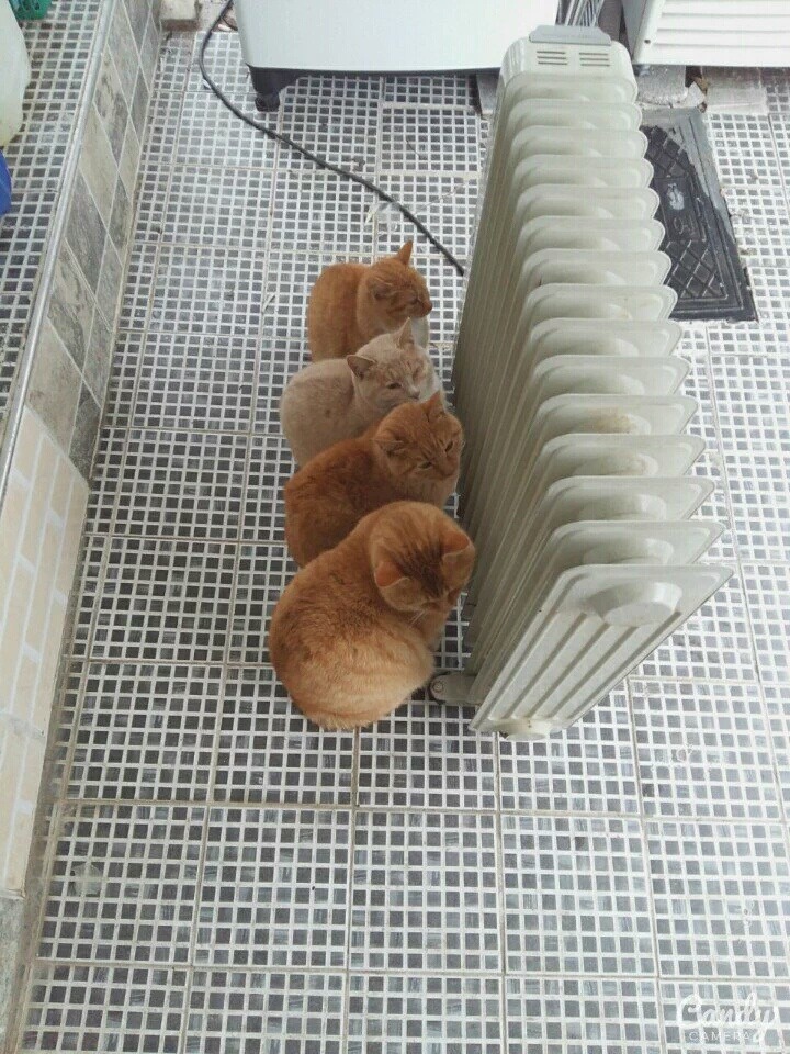 날이 추워서 난로에 모인 고양이 네마리.jpg | 인스티즈