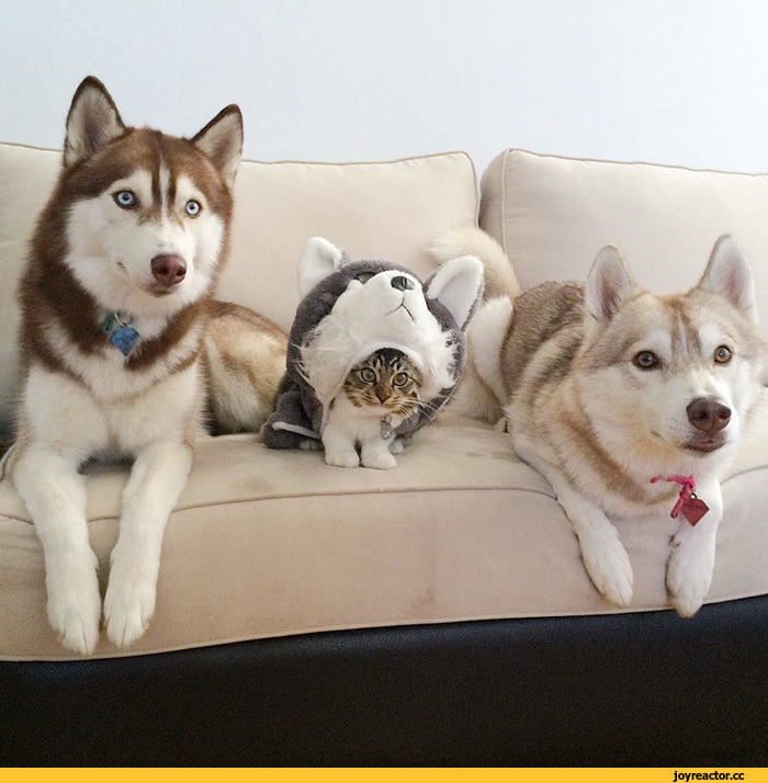 허스키와 고양이.jpg | 인스티즈