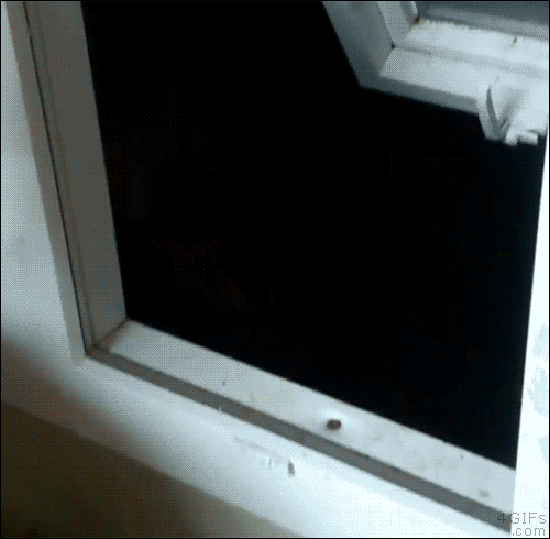 열도와 불곰국의 차이점.gif | 인스티즈