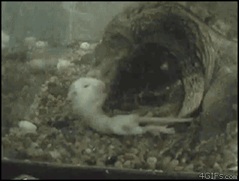 핵시룸...쥐 잡아먹는 거북이.gif | 인스티즈