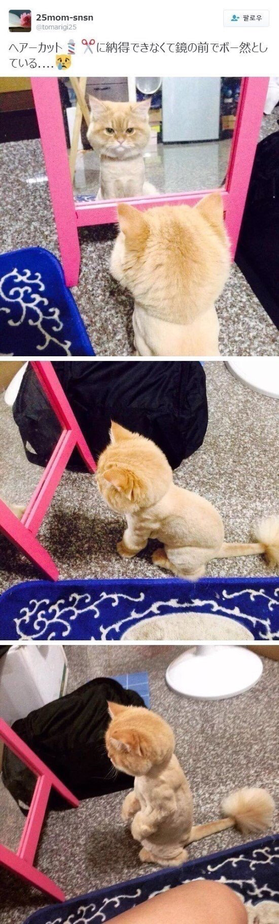 미용실 다녀왔더니 거울만 보고 있다는 고양이 | 인스티즈