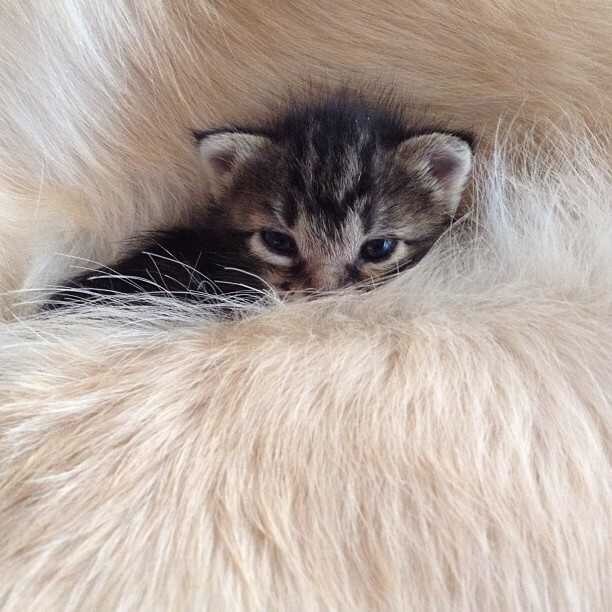 강아지와 고양이.jpg | 인스티즈