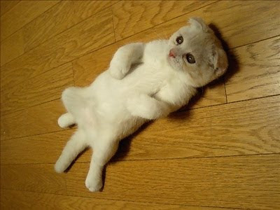 스코티쉬 폴드 고양이.jpg | 인스티즈