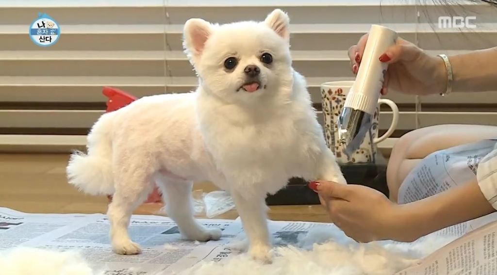 [나혼자산다] 순심이 셀프미용 | 인스티즈
