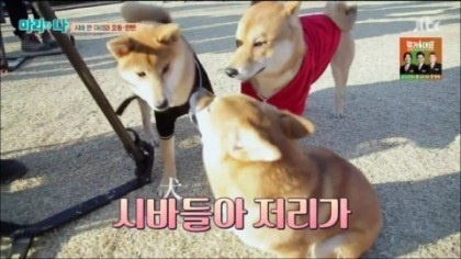 [마리와나] 약 빨고 쓰는 거 같은 마리와 나 자막ㅋㅋㅋㅋㅋㅋㅋㅋ | 인스티즈