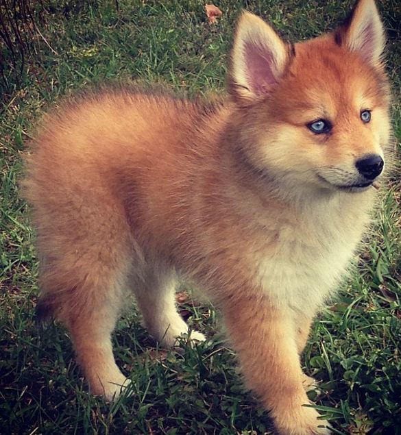 엄마는 허스킨데 아빠는 포메라이언 | 인스티즈