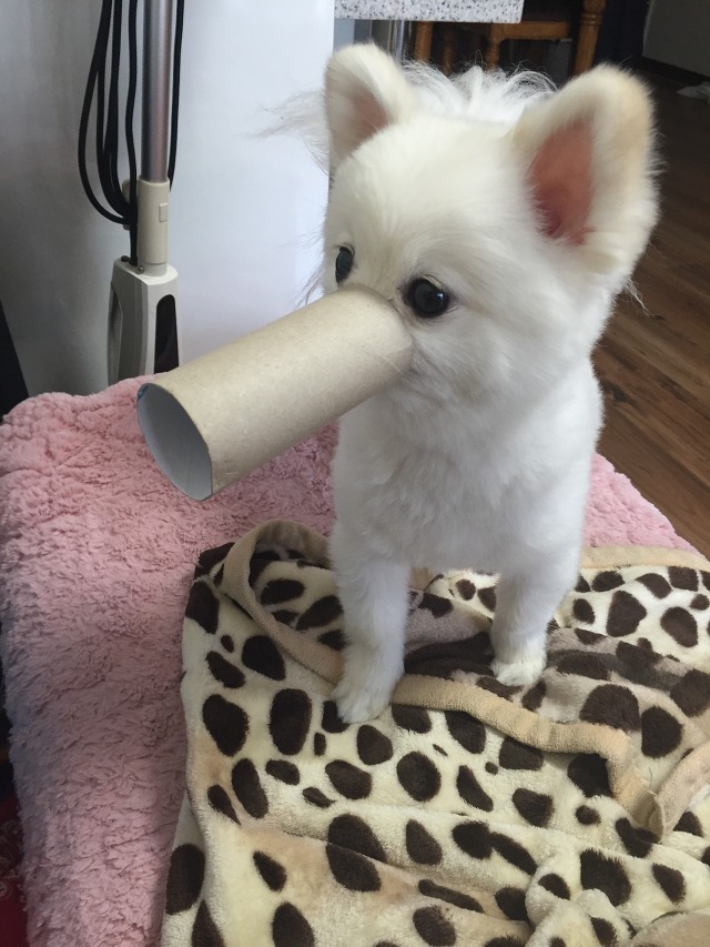 우리집 개의 이상한 버릇 | 인스티즈