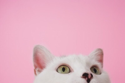 Tumblr : #cat #pink | 인스티즈
