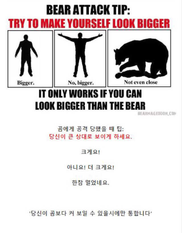 곰에게 공격당했을 때 살아남는 팁 | 인스티즈