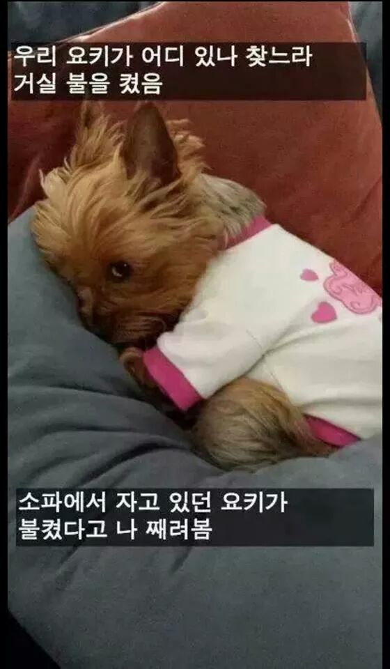 강아지들을 키우고 싶은 이유 | 인스티즈
