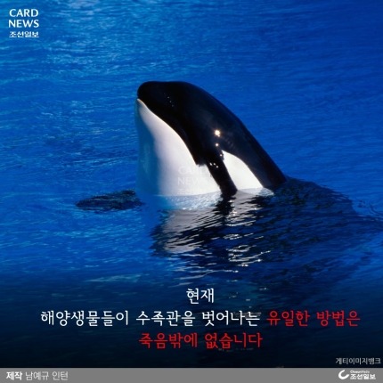 범고래가 사람을 죽인 이유 | 인스티즈