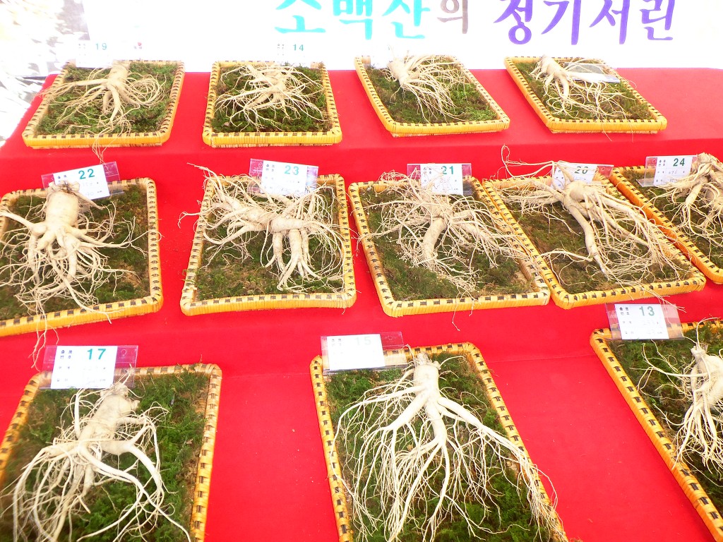 천년인삼 이미지
