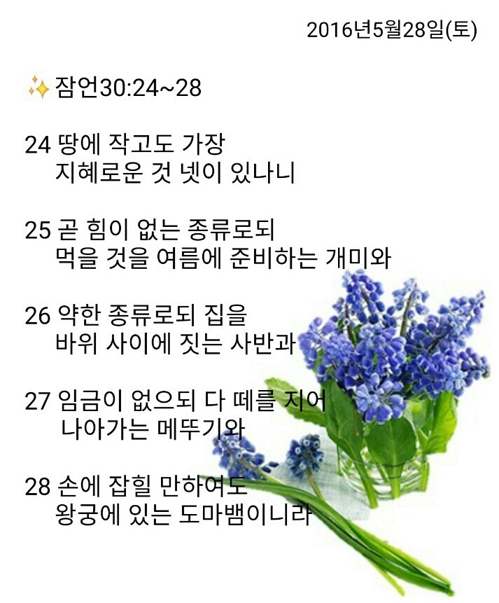 백향 이미지