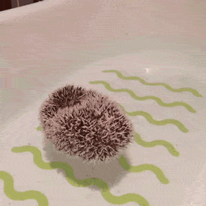 고슴도치의 귀여움에 대한 고찰.gif | 인스티즈