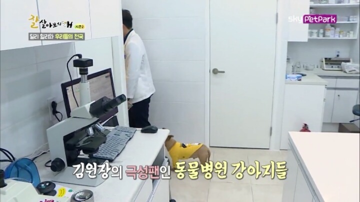 사람에 대한 트라우마가 있는 강아지 딜리 | 인스티즈