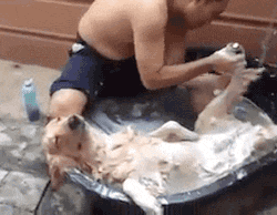 이 맛에 개한다 .gif | 인스티즈
