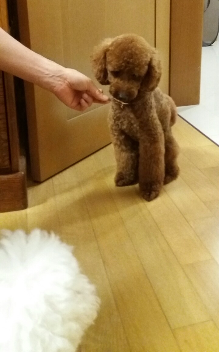 뷰토 이미지