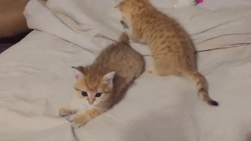 두 냥이가 노는법.gif | 인스티즈