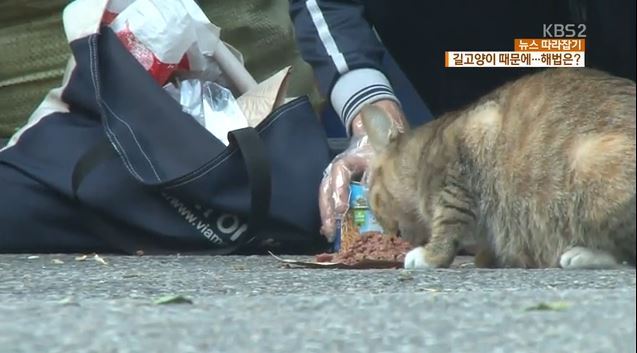 날이 추워지면서 더 걱정되는 길고양이들...............jpg | 인스티즈