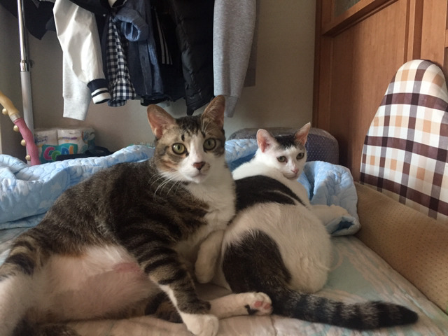 울집 냥이들사진 올려봅니다(데이터 주의) | 인스티즈