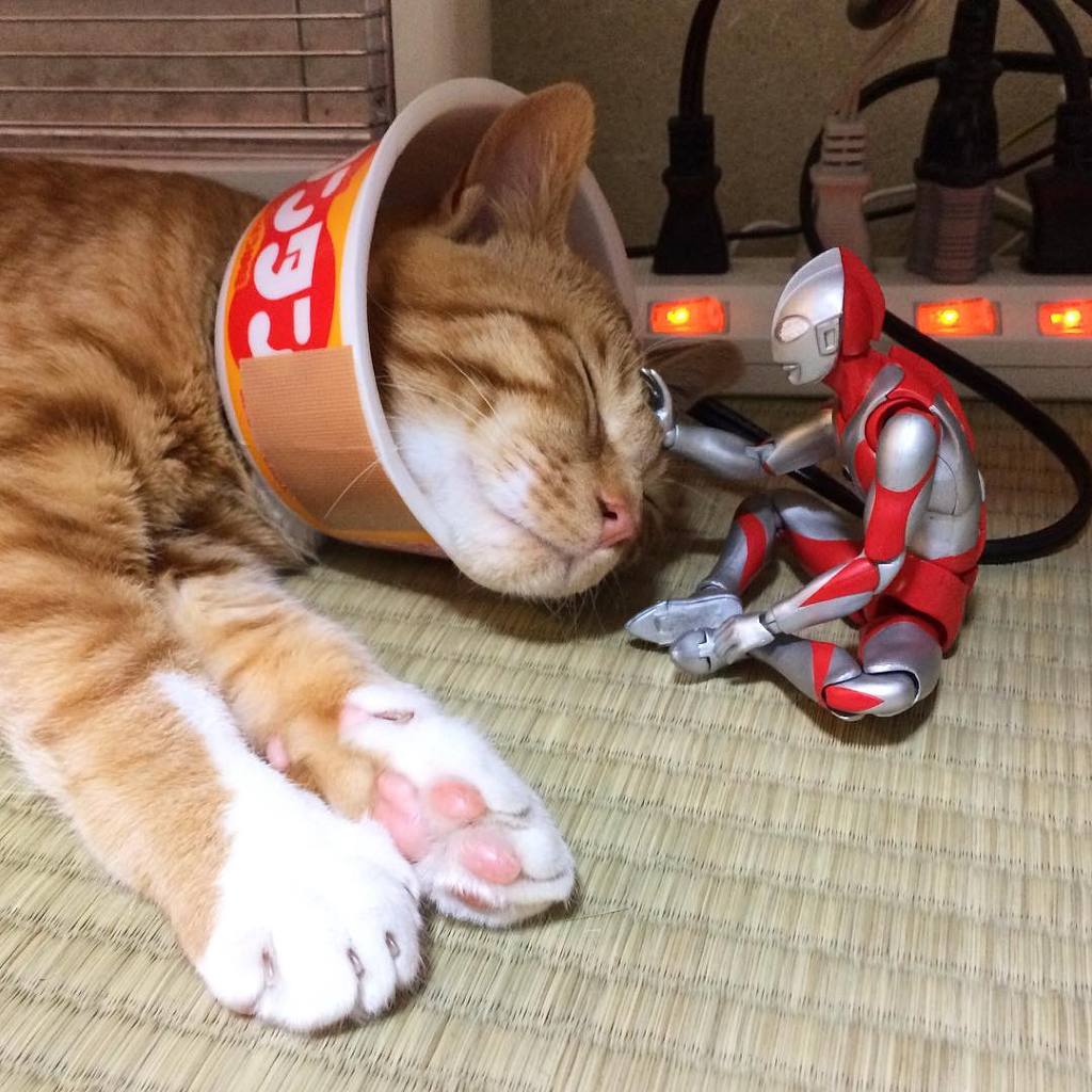 울트라맨이 지켜주는 고양이의 성장 기록 | 인스티즈