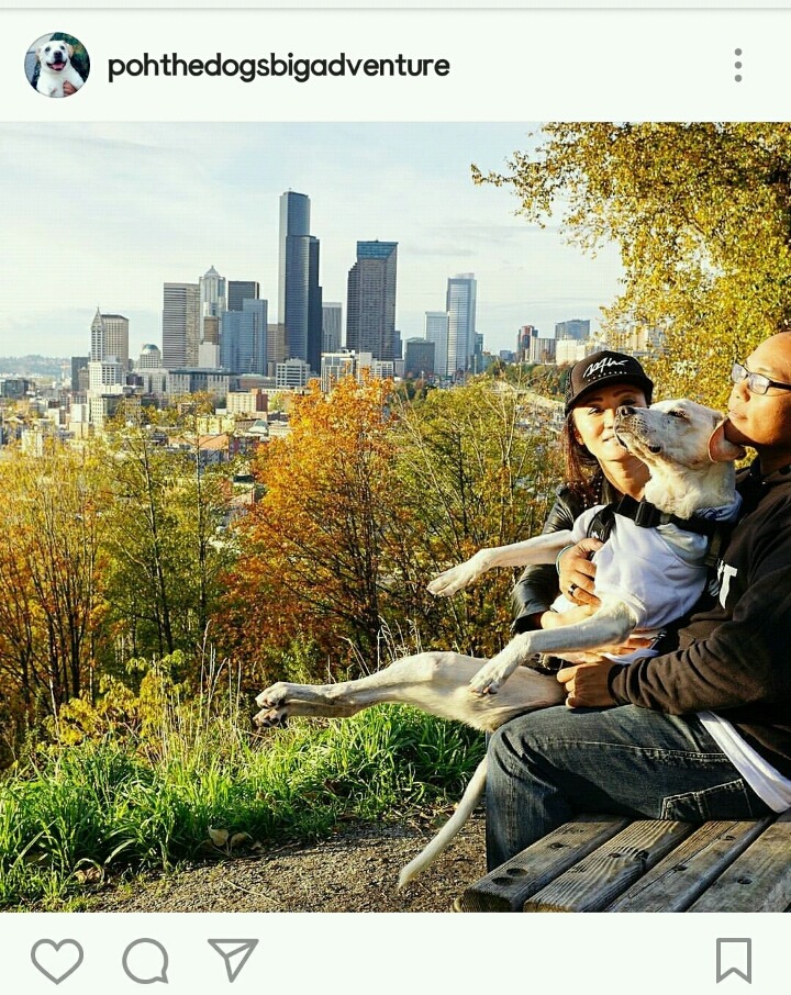 시한부 강아지의 마지막 여행 | 인스티즈