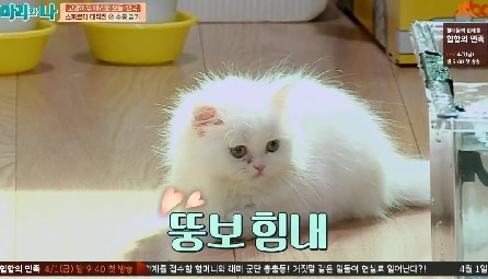 [마리와나] 뚱보냥 호동이 다이어트 시키기 (feat.먼지) | 인스티즈