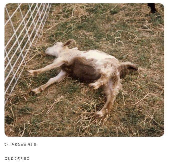 바보같은 동물.jpg | 인스티즈