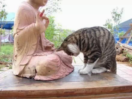 부처님과 고양이 | 인스티즈