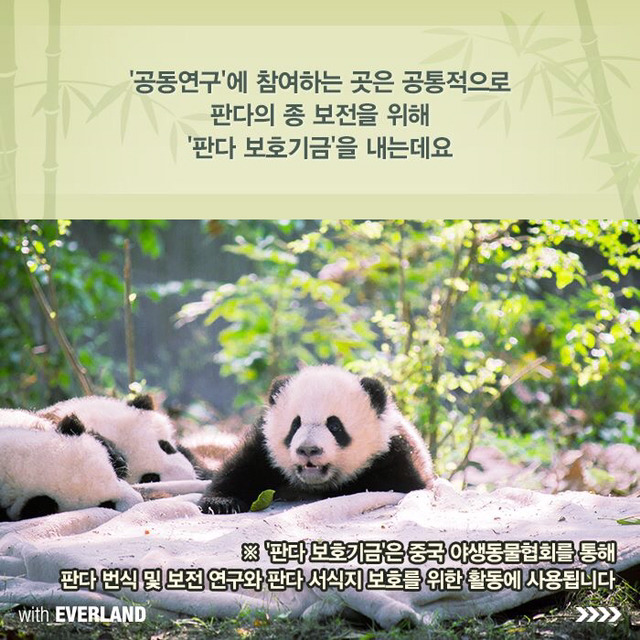 판다는 먹이값만 수백억이 들어간다? 판다의 진실.jpg | 인스티즈