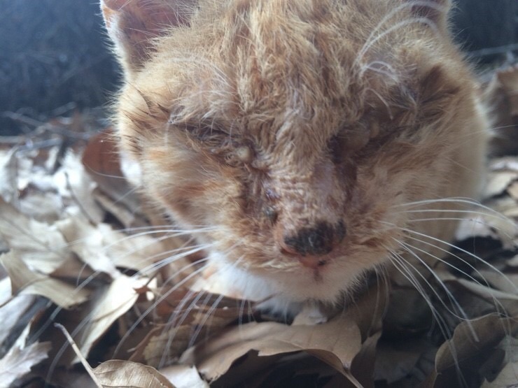 길냥이랑 친해진지 8개월째 | 인스티즈