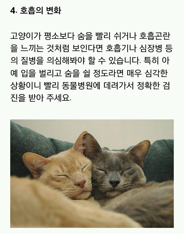 [반려동물] 고양이가 아플 때 보내는 신호 | 인스티즈