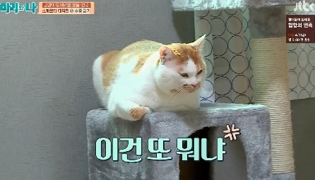 [마리와나] 뚱보냥 호동이 다이어트 시키기 (feat.먼지) | 인스티즈