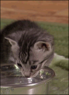 물 마시는 새끼냥이 .GIF | 인스티즈