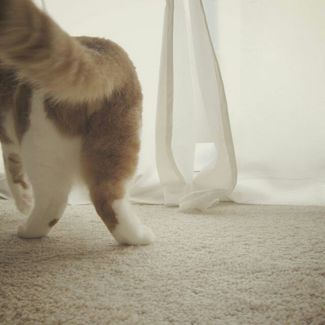 집사가 짱덕포인트를 잘알고 사진을 잘찍으면 이렇게된다.. | 인스티즈