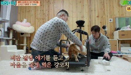 [마리와나] 뚱보냥 호동이 다이어트 시키기 (feat.먼지) | 인스티즈