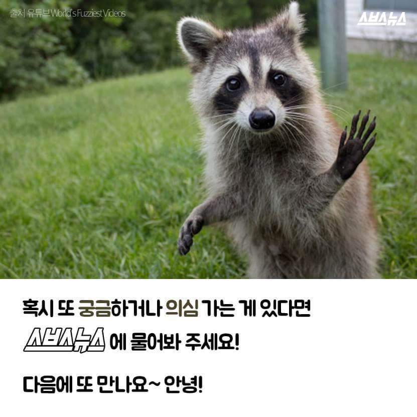 라쿤이 물속에 먹이를 넣는 이유 | 인스티즈