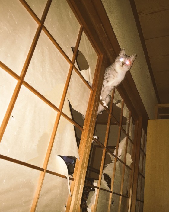 캣타워 필요없다냥 | 인스티즈