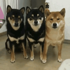 그냥 강아지 고양이 gif | 인스티즈