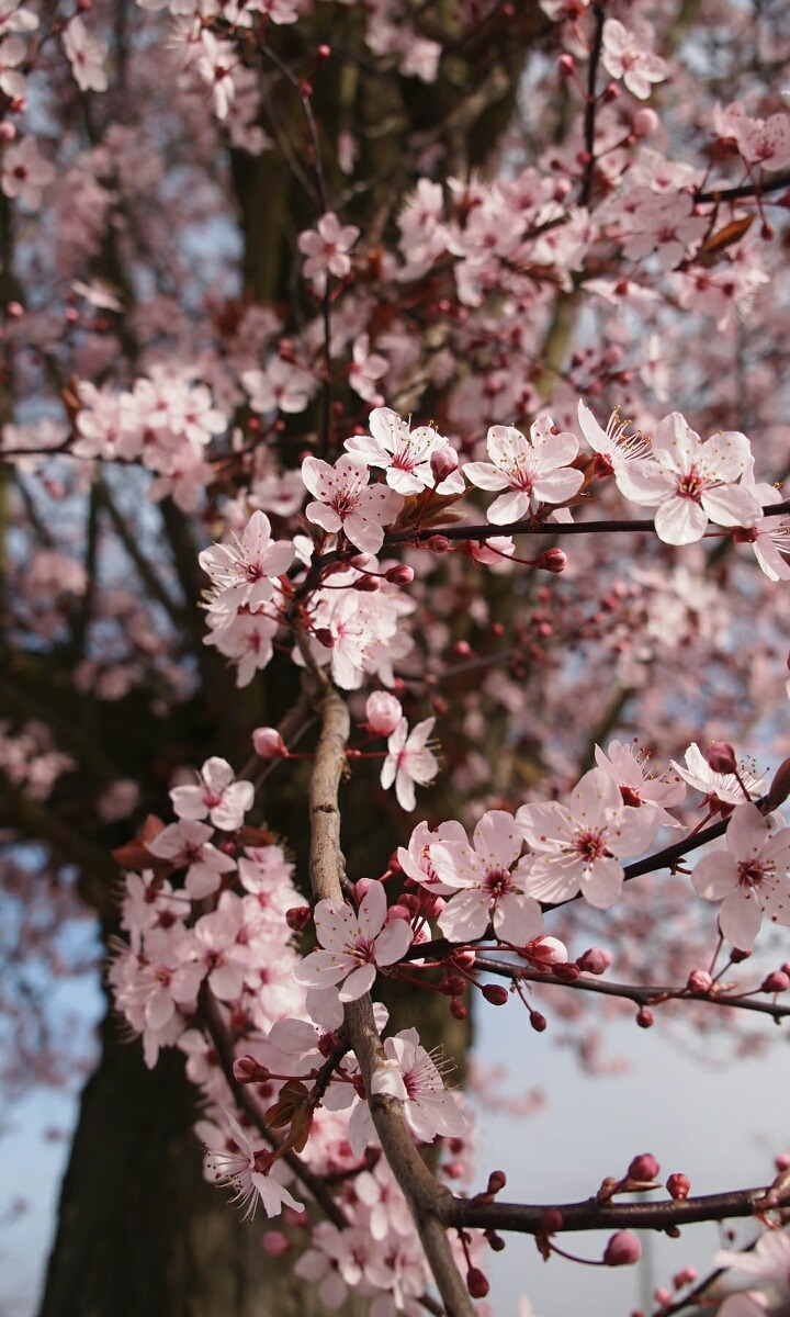 쮸쮸니 이미지