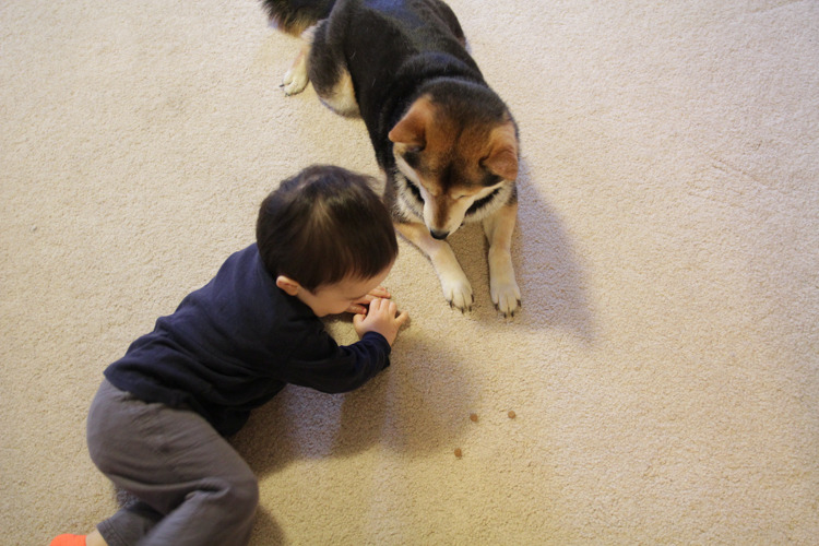 귀여운 시바견 + 이소라네 시바견.jpg | 인스티즈