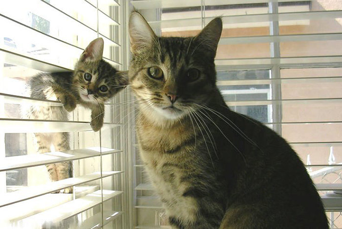 어미와 새끼 붕어빵 고양이.. | 인스티즈
