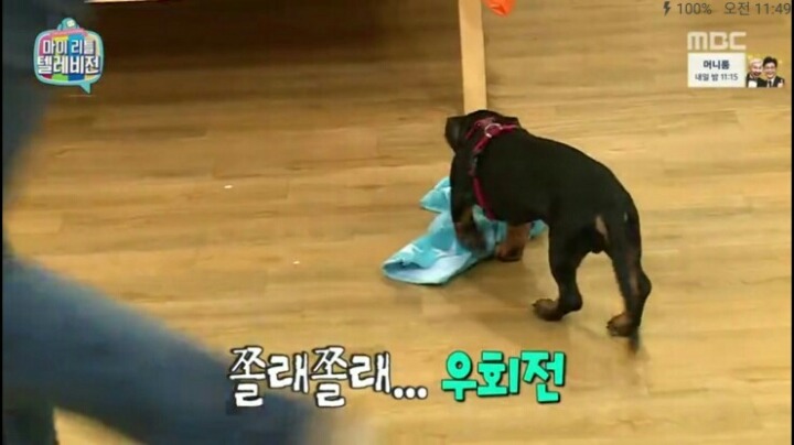 [마리텔] 강형욱 훈련사도 포기한 강아지 도비 | 인스티즈
