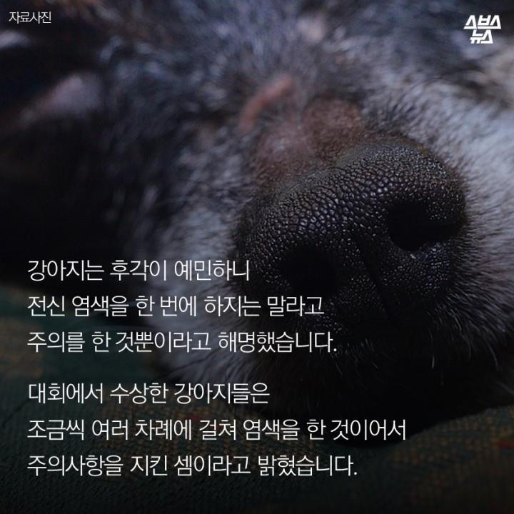 강아지가 도화지야? | 인스티즈