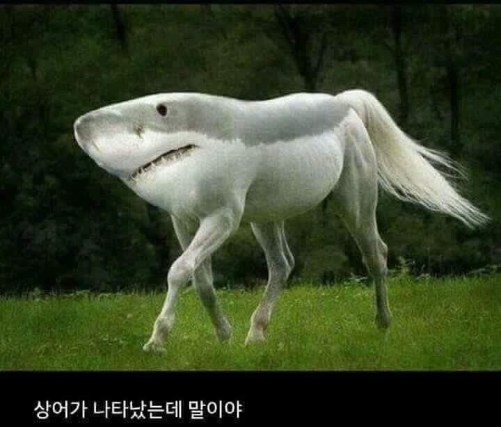 ??? : 상어가 나타났는데 말이야 | 인스티즈